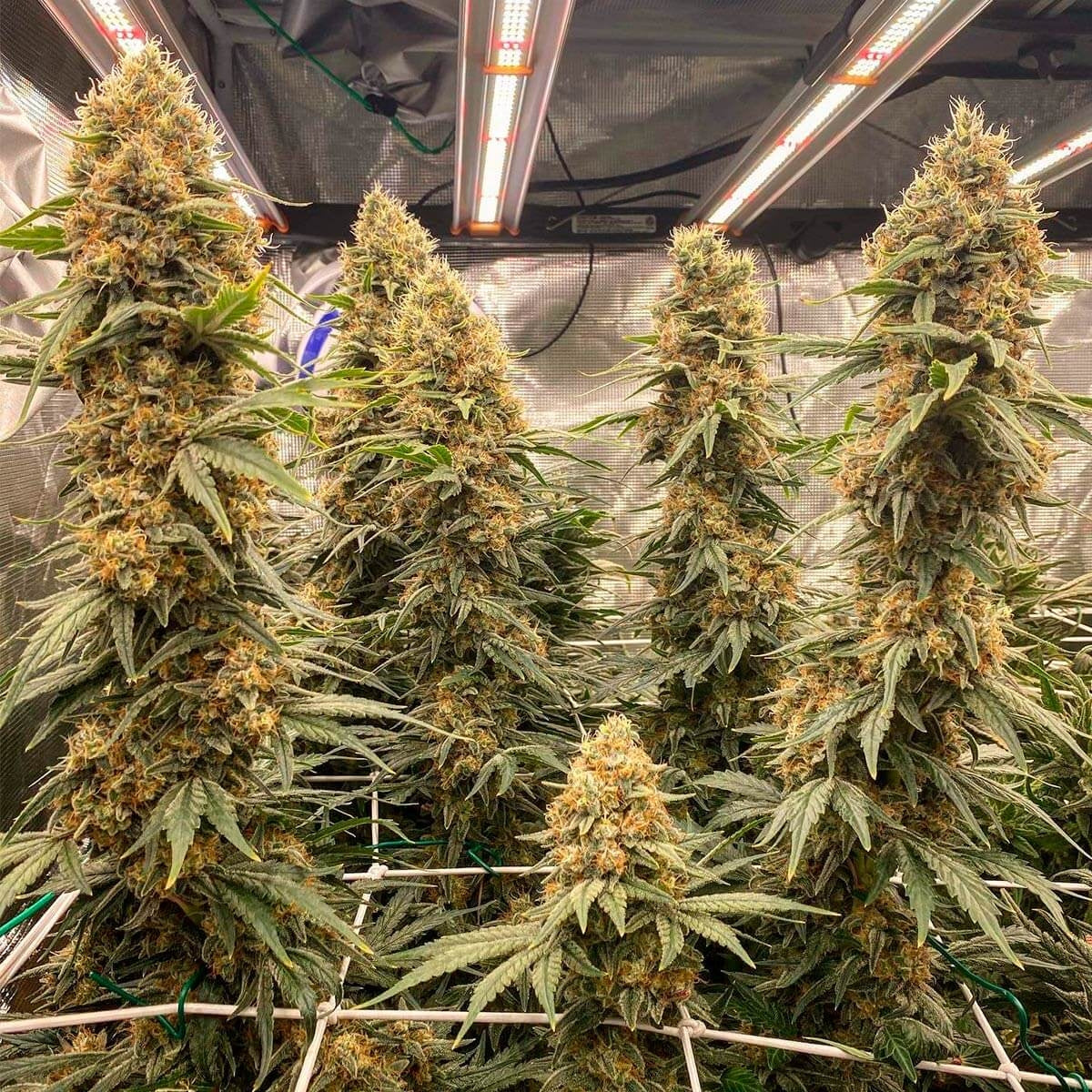Semillas: Sweetseeds Green Poison