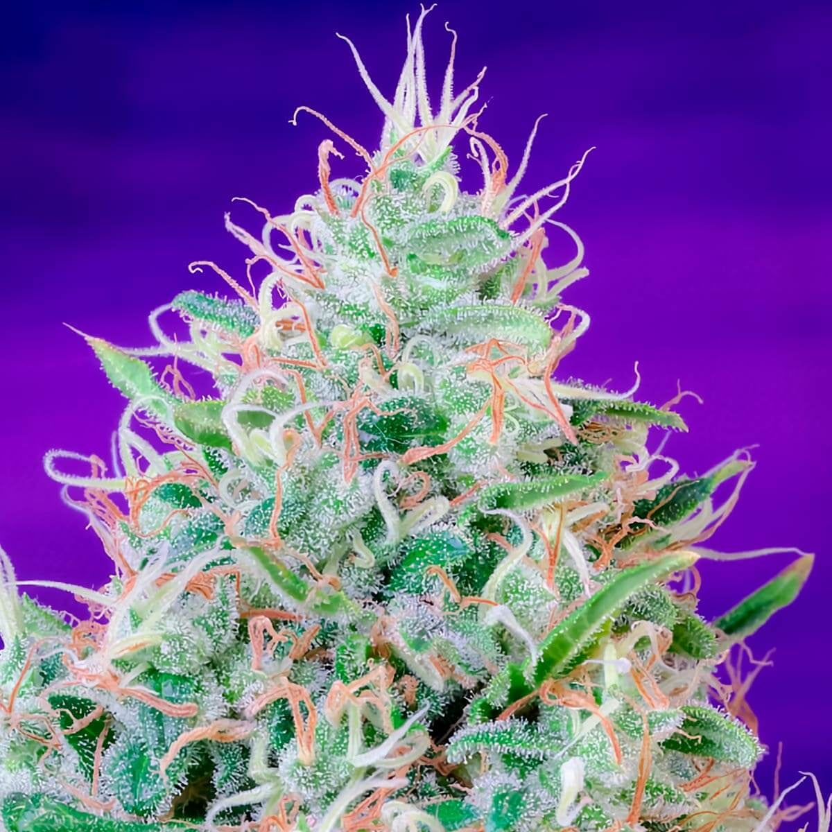 Semillas: Sweetseeds Green Poison