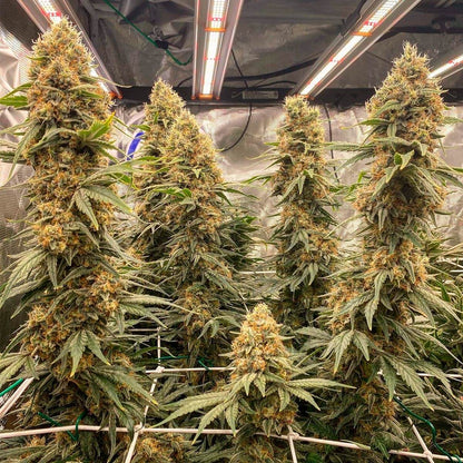 Semillas: Sweetseeds Green Poison